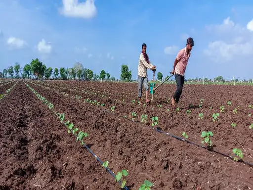 પ્રતીકાત્મક તસવીર:ધરતીને રસાયણથી મુક્ત કરવા ભાવનગરના ખેડૂતો નવરાત્રીમાં ગામડે ગામડે રથ લઈને ફરશે